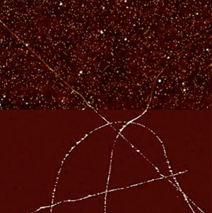 AFM of Nanotubes