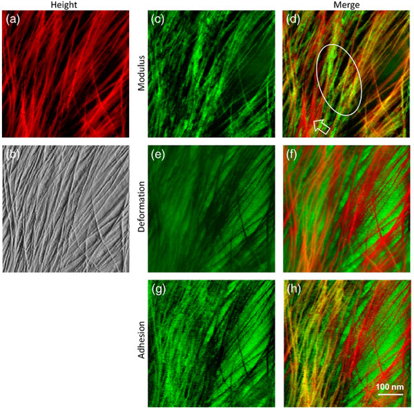 AFM of plant cell walls