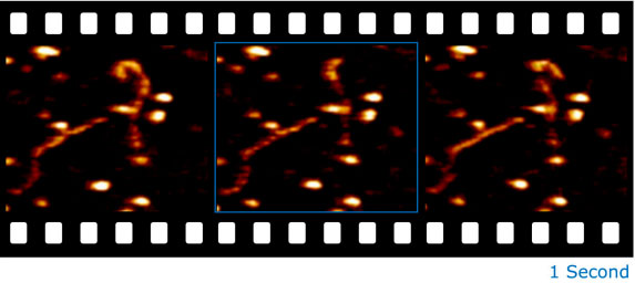 DNA Dynamics imaged with AFM