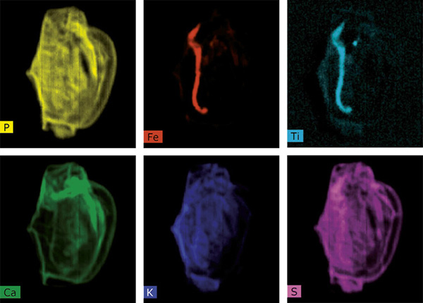 Element distibution analysis using micro-XRF