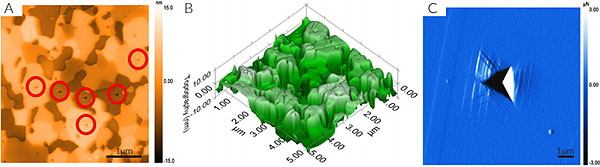 In Situ SMP Imaging Examples