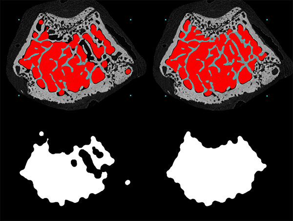Mous femur micro-CT