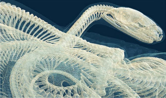 Micro-CT surface render