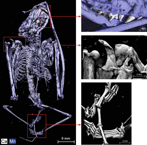 Micro-XRF Element Distribution Map of a Bat Fossil