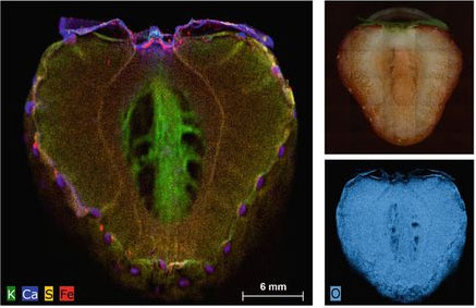 Element Mapping Fruit
