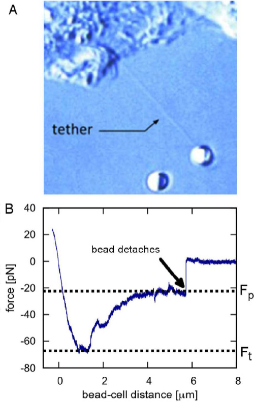 Tether-pulling experiment