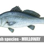 fishing boat hire melbourne mulloway