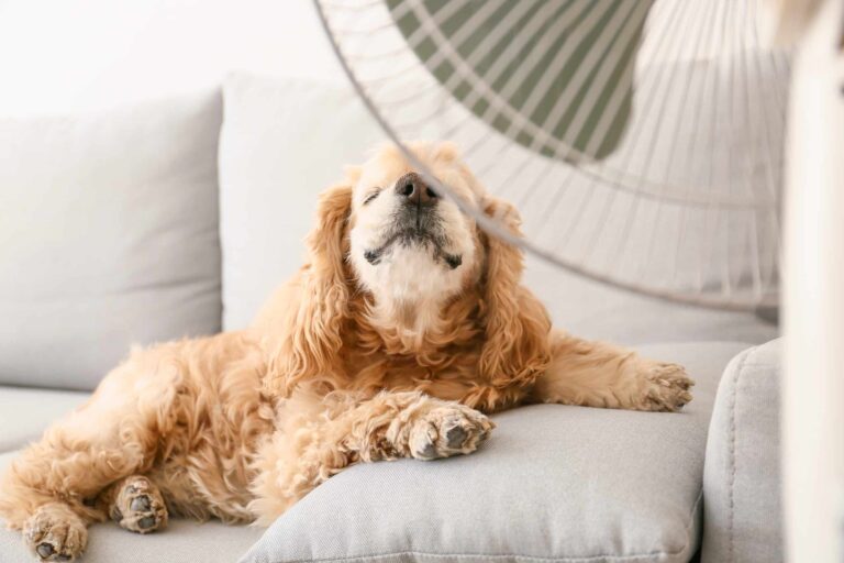 A cocker spaniel lies on a light grey couch, facing a fan with its eyes closed and head tilted up toward the airflow.