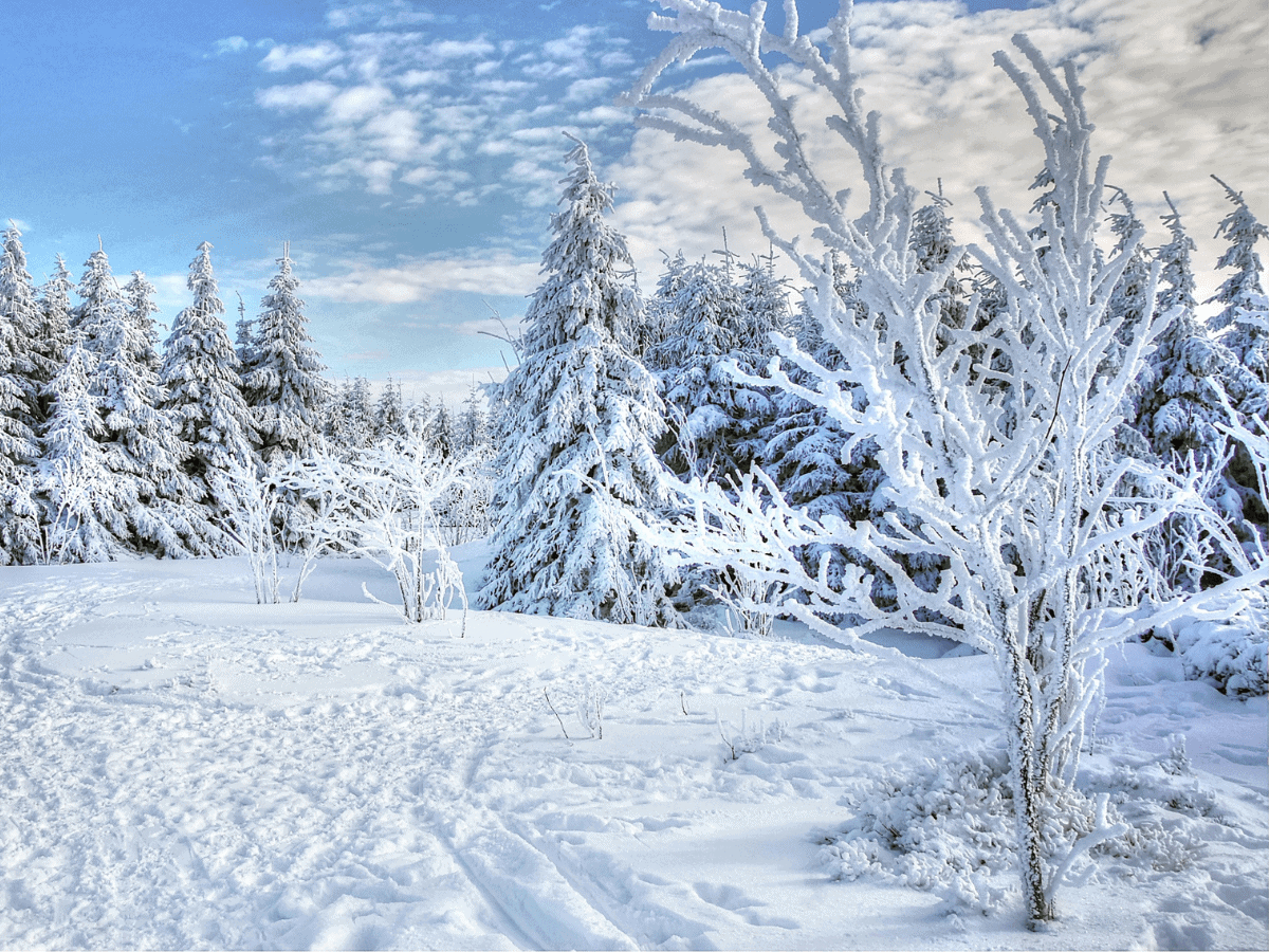 A snowy landscape with frost-covered trees under a partly cloudy sky; snow blankets the ground and tree branches.