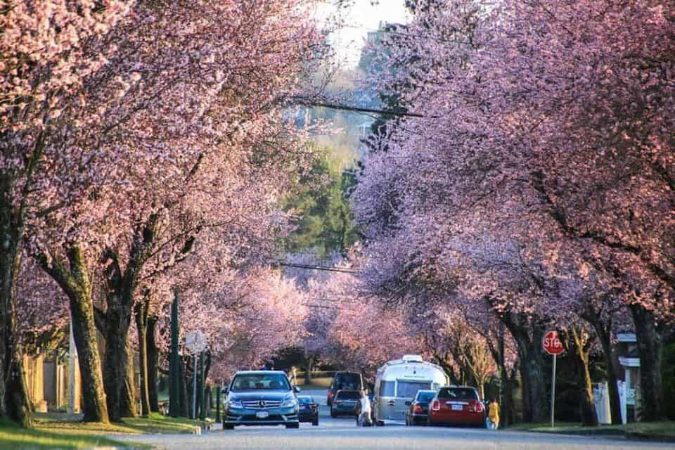 A street lined with blooming cherry blossom trees, several parked and moving cars, and a visible stop sign at the intersection.