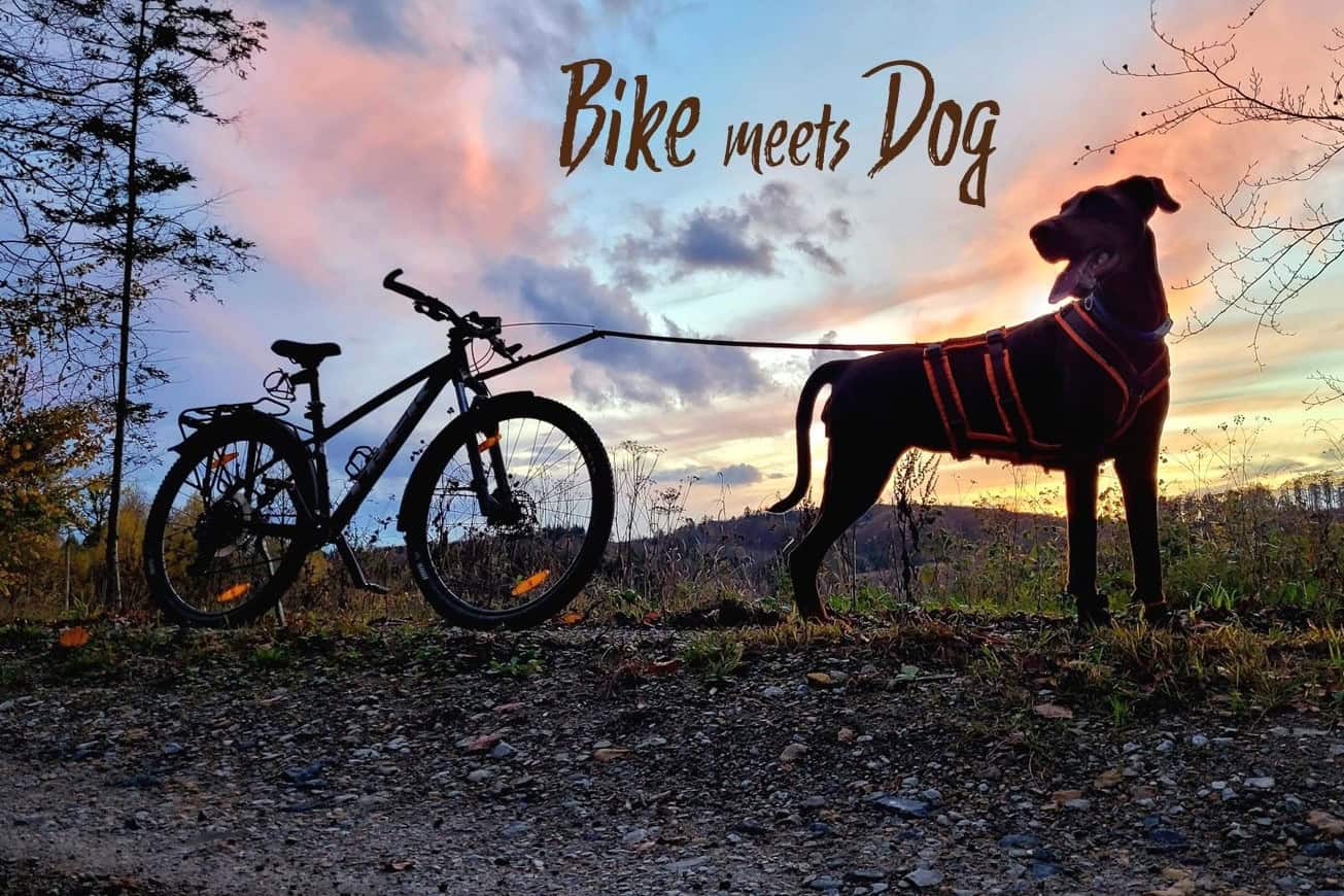 Ein Hund neben einem Fahrrad in der Natur