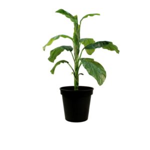 Real Indoor Plants 01