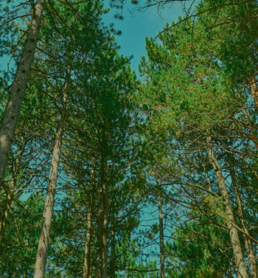 TITAN FORESTRY SERVICES TITAN FORESTRY SERVICES