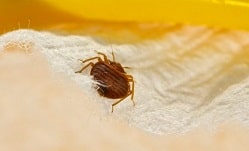 bed-bug-treatment-northern-beaches-image