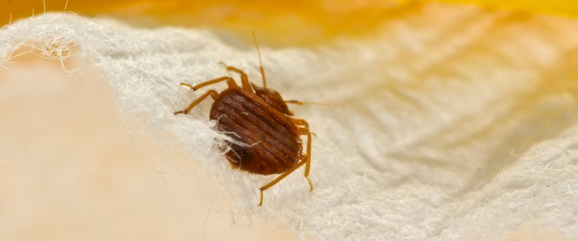 bed bug treatments northern beaches