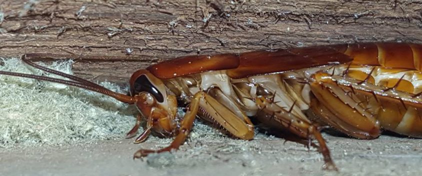 cockroach control northern beaches