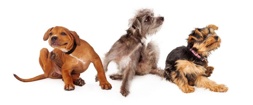 flea control northern beaches