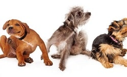 fleas-photo-image
