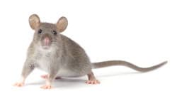 mouse extermination northern beaches