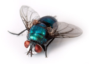natural pest control northern beaches