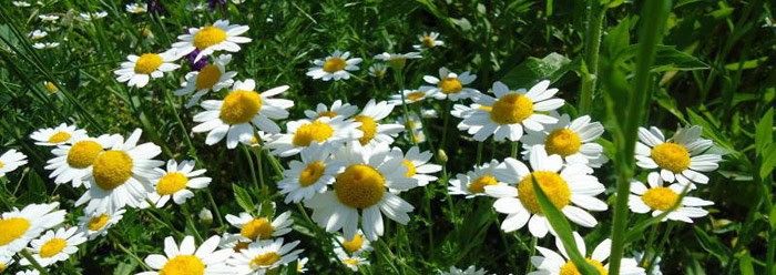 pyrethrum natural pest control