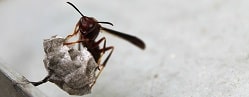 wasp-eradication-image