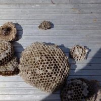 Multiple wasp nests removed from a business