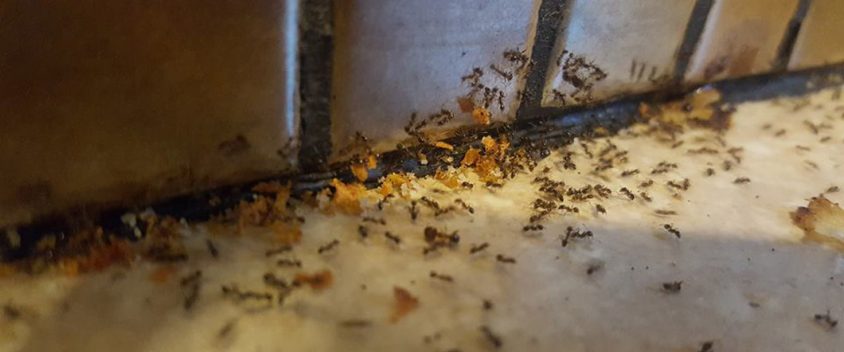 ant control northern beaches