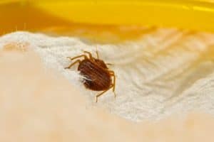 bed bug treatment northern beaches