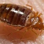 Bed bug close up