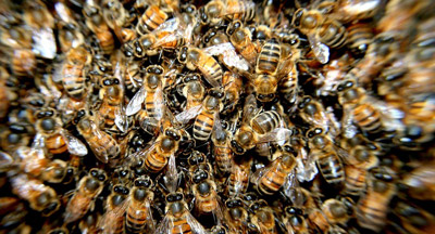 bee removal northern beaches