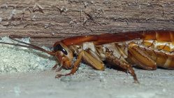 cockroach control northern beaches