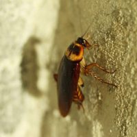 Australian cockroach