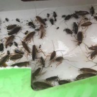 Cockroach baiting