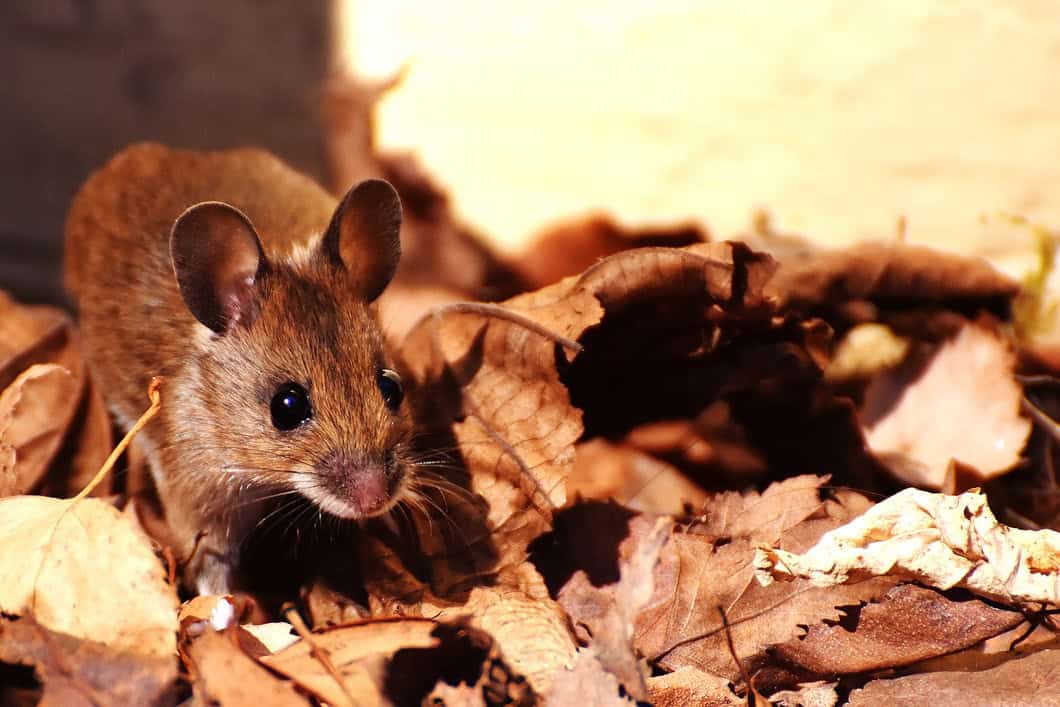 mouse control northern beaches