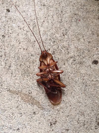 northern beaches cockroach extermination