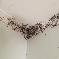 German cockroach infestation