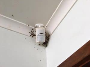 northern beaaches cockroach pest control