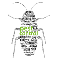 northern beaches pest control services