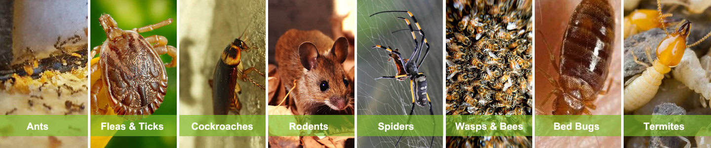 pest control manly
