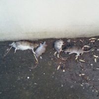 rat-prevention