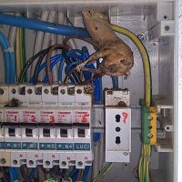rat-removal-northern-beaches
