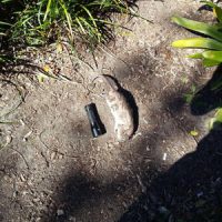 rodent-removal-northern-beaches