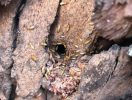 Termite nest in tree stump