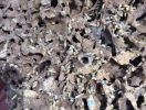 Termite nest removed from shed