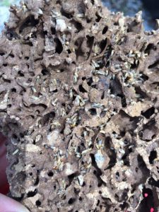 termite prevention