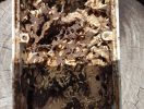 Termite nest in electrical box
