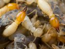 Termites feeding