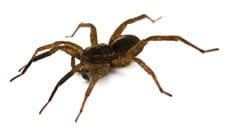 spider pest control frenchs forest