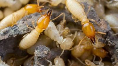 termite inspections forestville